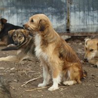 VINCI, Hund, Mischlingshund in Rumänien - Bild 12