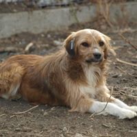 VINCI, Hund, Mischlingshund in Rumänien - Bild 13