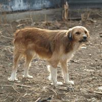 VINCI, Hund, Mischlingshund in Rumänien - Bild 14