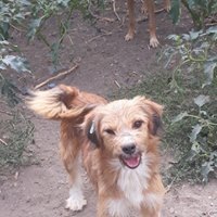 VINCI, Hund, Mischlingshund in Rumänien - Bild 15