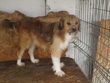 VINCI, Hund, Mischlingshund in Rumänien - Bild 2