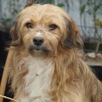 VINCI, Hund, Mischlingshund in Rumänien - Bild 3
