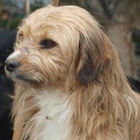 VINCI, Hund, Mischlingshund in Rumänien - Bild 4