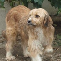 VINCI, Hund, Mischlingshund in Rumänien - Bild 5