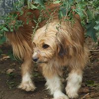 VINCI, Hund, Mischlingshund in Rumänien - Bild 6