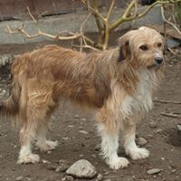 VINCI, Hund, Mischlingshund in Rumänien - Bild 7