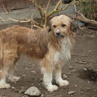 VINCI, Hund, Mischlingshund in Rumänien - Bild 8