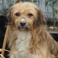 VINCI, Hund, Mischlingshund in Rumänien - Bild 9