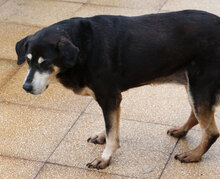 LELLA, Hund, Mischlingshund in Italien - Bild 4