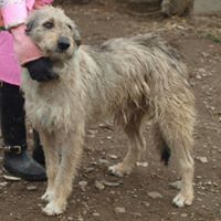 VICTOR, Hund, Mischlingshund in Rumänien - Bild 1