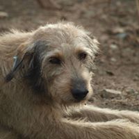 VICTOR, Hund, Mischlingshund in Rumänien - Bild 10