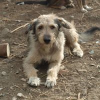 VICTOR, Hund, Mischlingshund in Rumänien - Bild 11