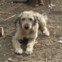 VICTOR, Hund, Mischlingshund in Rumänien - Bild 12