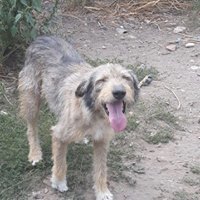 VICTOR, Hund, Mischlingshund in Rumänien - Bild 13