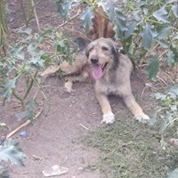 VICTOR, Hund, Mischlingshund in Rumänien - Bild 14
