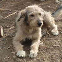 VICTOR, Hund, Mischlingshund in Rumänien - Bild 16