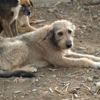 VICTOR, Hund, Mischlingshund in Rumänien - Bild 17