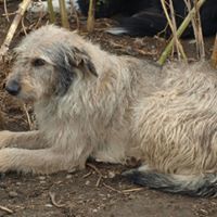 VICTOR, Hund, Mischlingshund in Rumänien - Bild 3