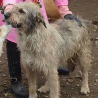 VICTOR, Hund, Mischlingshund in Rumänien - Bild 4