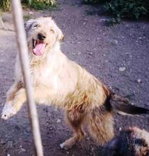 VICTOR, Hund, Mischlingshund in Rumänien - Bild 8