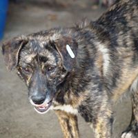 MICA, Hund, Mischlingshund in Rumänien - Bild 1