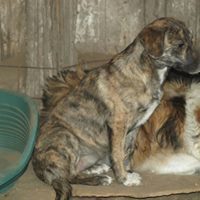 MICA, Hund, Mischlingshund in Rumänien - Bild 3