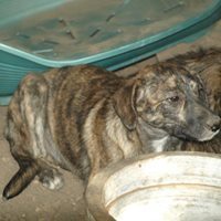 MICA, Hund, Mischlingshund in Rumänien - Bild 4