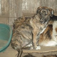 MICA, Hund, Mischlingshund in Rumänien - Bild 5
