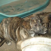 MICA, Hund, Mischlingshund in Rumänien - Bild 7