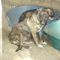 MICA, Hund, Mischlingshund in Rumänien - Bild 8