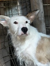 TRISTAN, Hund, Mischlingshund in Rumänien - Bild 1