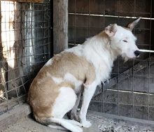 TRISTAN, Hund, Mischlingshund in Rumänien - Bild 10