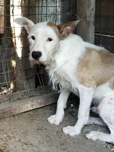 TRISTAN, Hund, Mischlingshund in Rumänien - Bild 11