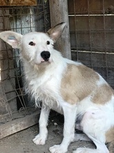 TRISTAN, Hund, Mischlingshund in Rumänien - Bild 12
