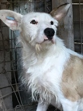TRISTAN, Hund, Mischlingshund in Rumänien - Bild 13