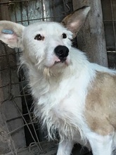 TRISTAN, Hund, Mischlingshund in Rumänien - Bild 14