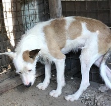 TRISTAN, Hund, Mischlingshund in Rumänien - Bild 15