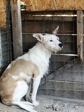TRISTAN, Hund, Mischlingshund in Rumänien - Bild 16