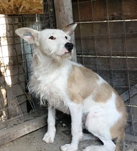 TRISTAN, Hund, Mischlingshund in Rumänien - Bild 2