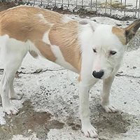 TRISTAN, Hund, Mischlingshund in Rumänien - Bild 3