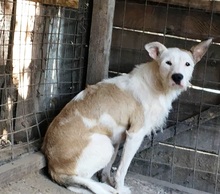 TRISTAN, Hund, Mischlingshund in Rumänien - Bild 4