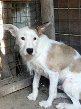 TRISTAN, Hund, Mischlingshund in Rumänien - Bild 5