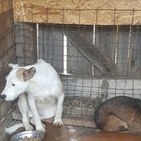 TRISTAN, Hund, Mischlingshund in Rumänien - Bild 7