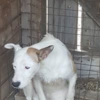 TRISTAN, Hund, Mischlingshund in Rumänien - Bild 8
