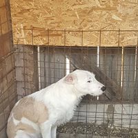 TRISTAN, Hund, Mischlingshund in Rumänien - Bild 9