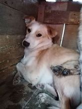 STERNCHEN, Hund, Mischlingshund in Rumänien - Bild 1