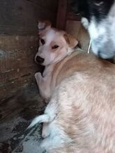 STERNCHEN, Hund, Mischlingshund in Rumänien - Bild 2