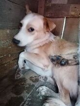 STERNCHEN, Hund, Mischlingshund in Rumänien - Bild 3