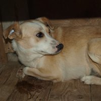 STERNCHEN, Hund, Mischlingshund in Rumänien - Bild 4