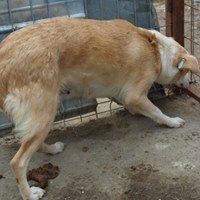 STERNCHEN, Hund, Mischlingshund in Rumänien - Bild 5